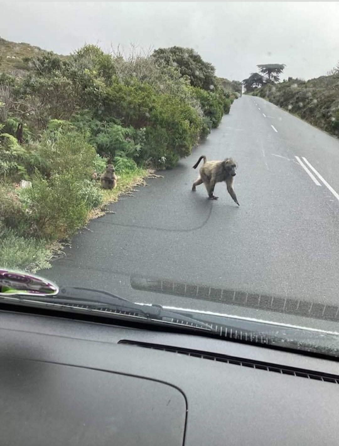 A monkey is walking down a road next to a car