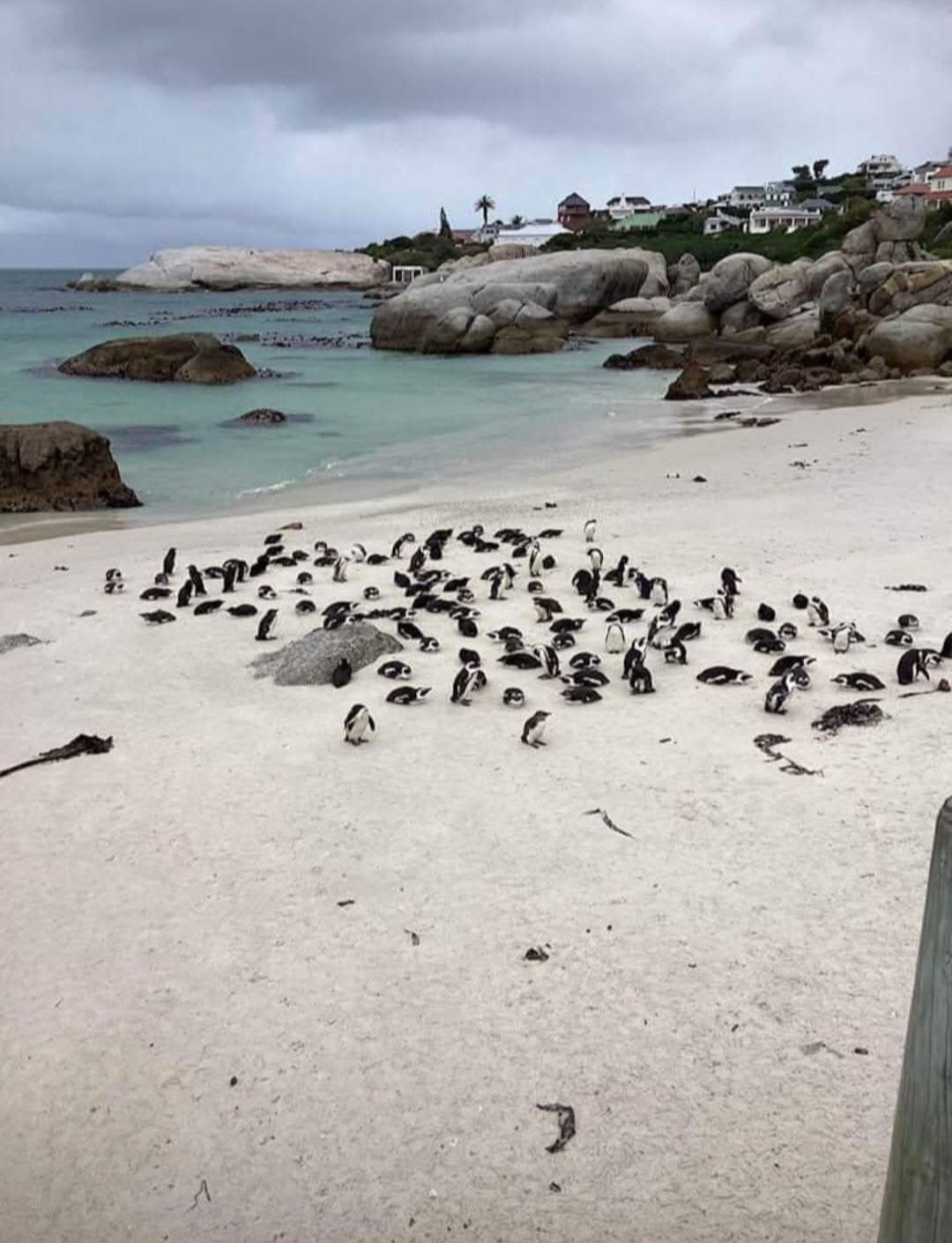 A flock of penguins are gathered on a beach near the ocean