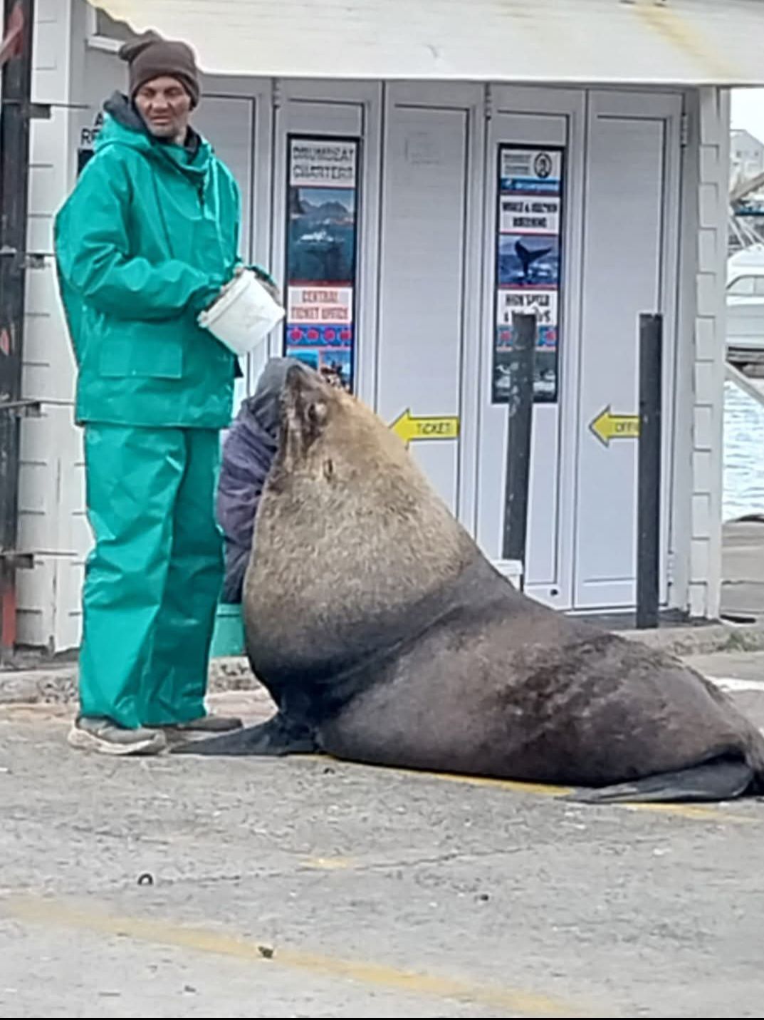 A man in a green jacket is feeding a seal