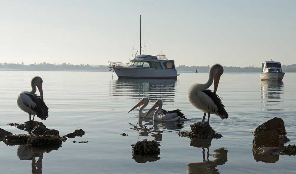 Three Pelicans Are Standing On Rocks In The Water With A Boat In The Background — East Coast Air In Lake Macquarie, NSW