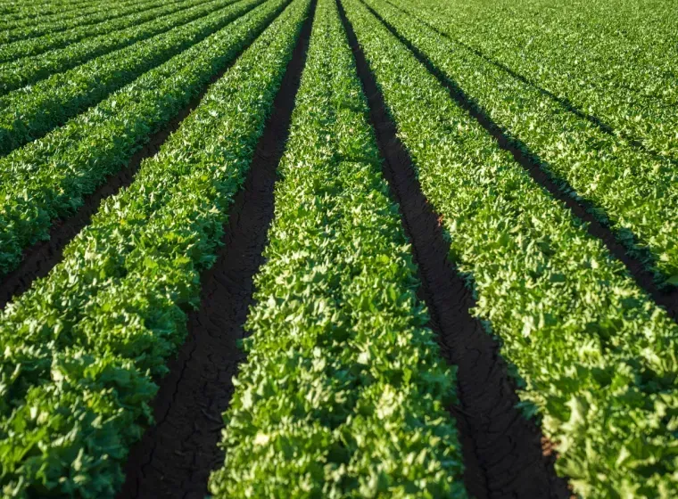 Rows of leafy green lettuce growing in a field, with dark soil between the rows.