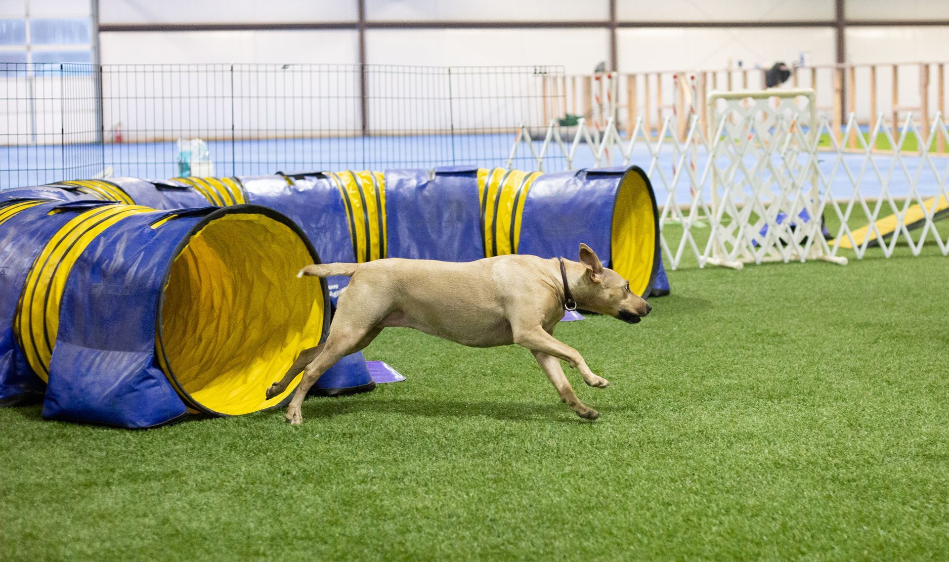 Wooden log pathway next to a green lawn and plants, with sunlight.