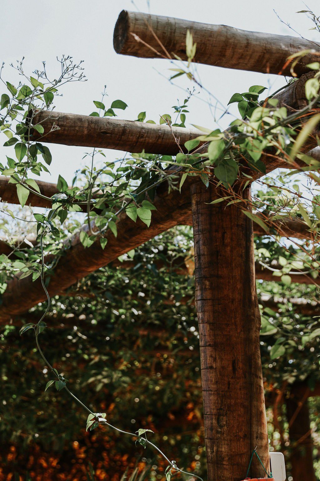 Um close de uma pérgola de madeira com plantas crescendo nela.