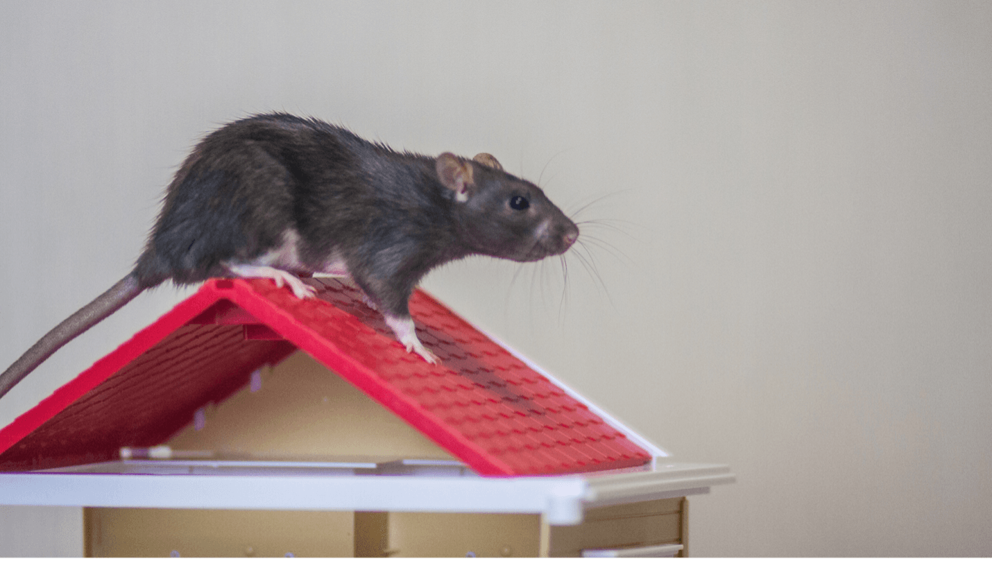 Крыша мыша. Мыши на крыше. Мыши на крыши картинки. Палаты для крыш и мышей. Мышки на крыше сценки.