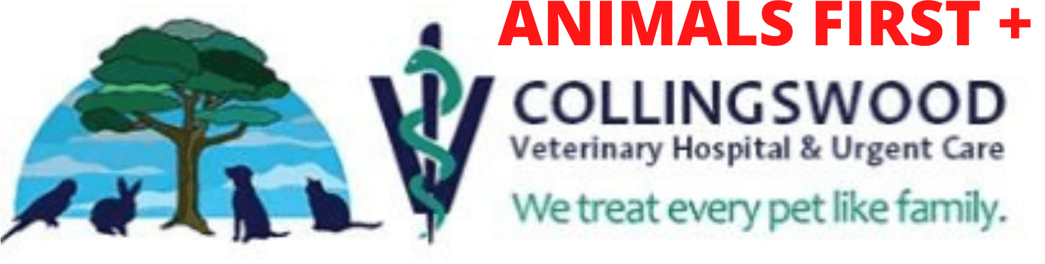 Vet Clinic In Haddon Township Collingswood Nj Animal Hospital