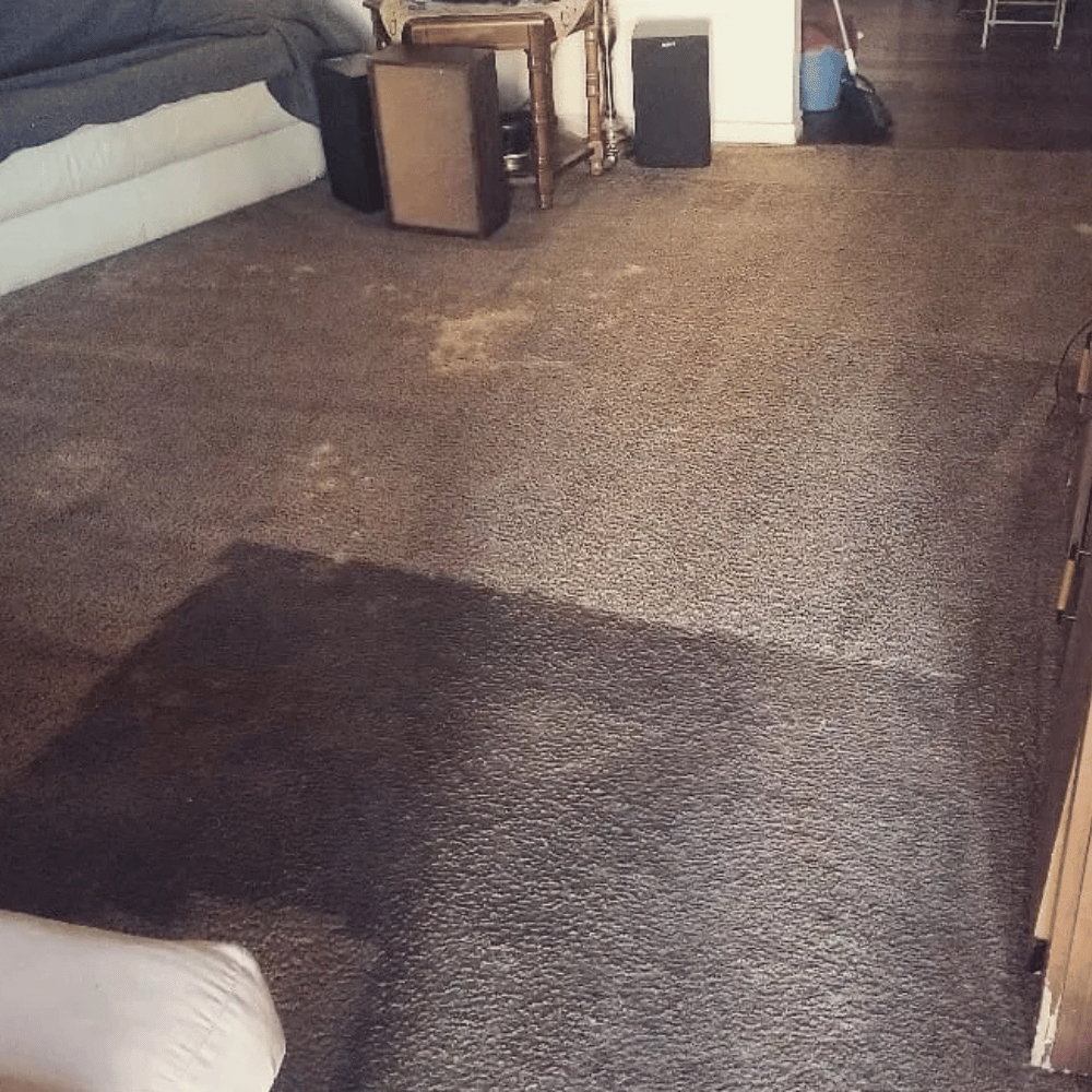 emergency urine treatment and odour removal calgary carpets