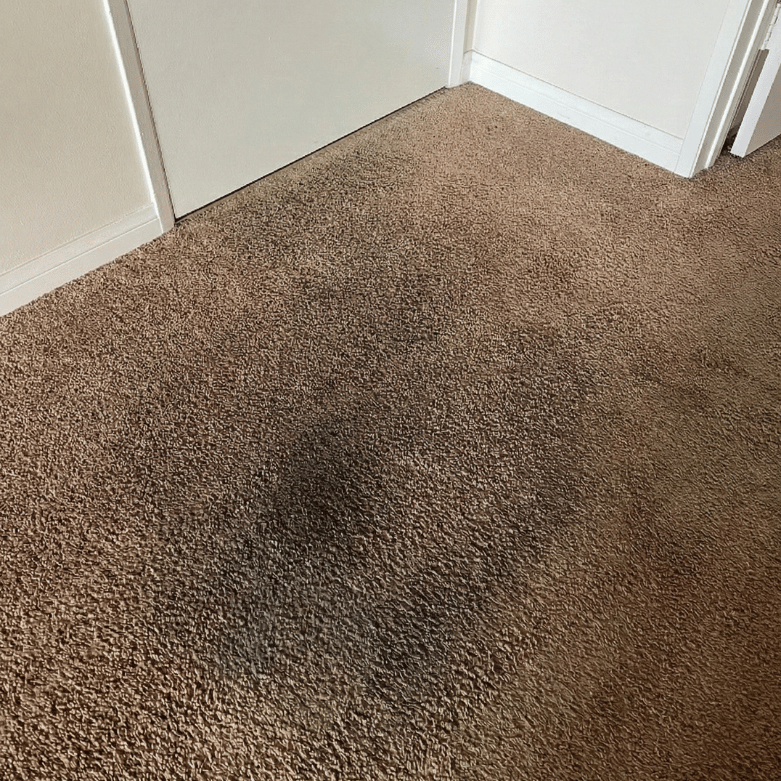 carpet traffic-lane before hot water extraction cleaning calgary