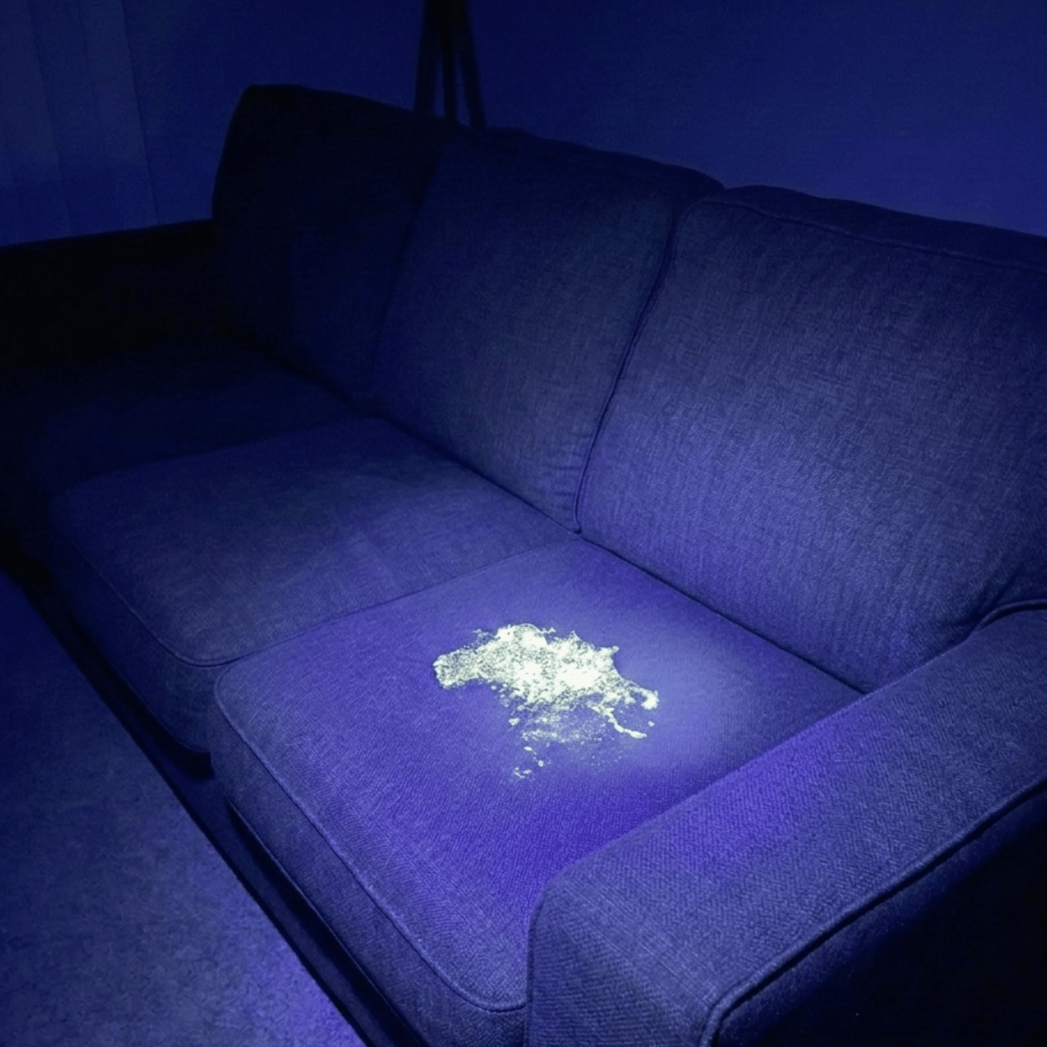 UV light pet urine detection during couch cleaning inspection, Calgary home