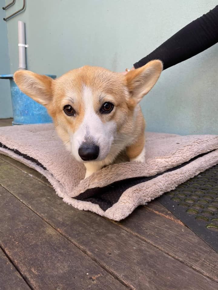 Corgi On Towel Being Petted — Animalia Health Group Pty Ltd in Cumbalum, NSW