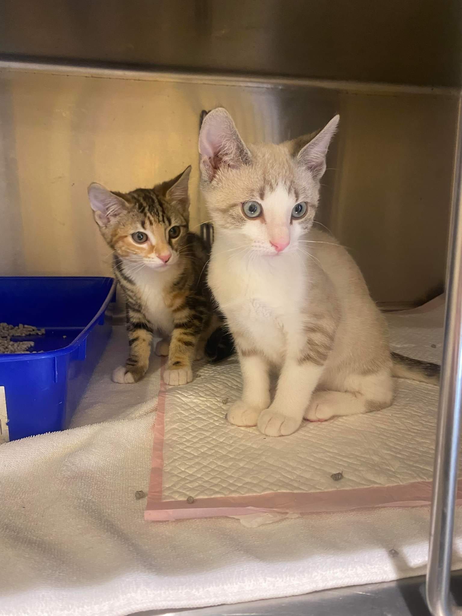 Two Kittens In Metal Enclosure — Animalia Health Group Pty Ltd in Cumbalum, NSW