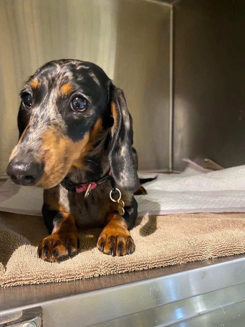 Dachshund With Black Tan Dapple Coat In Enclosure — Animalia Health Group Pty Ltd in Wollongbar, NSW