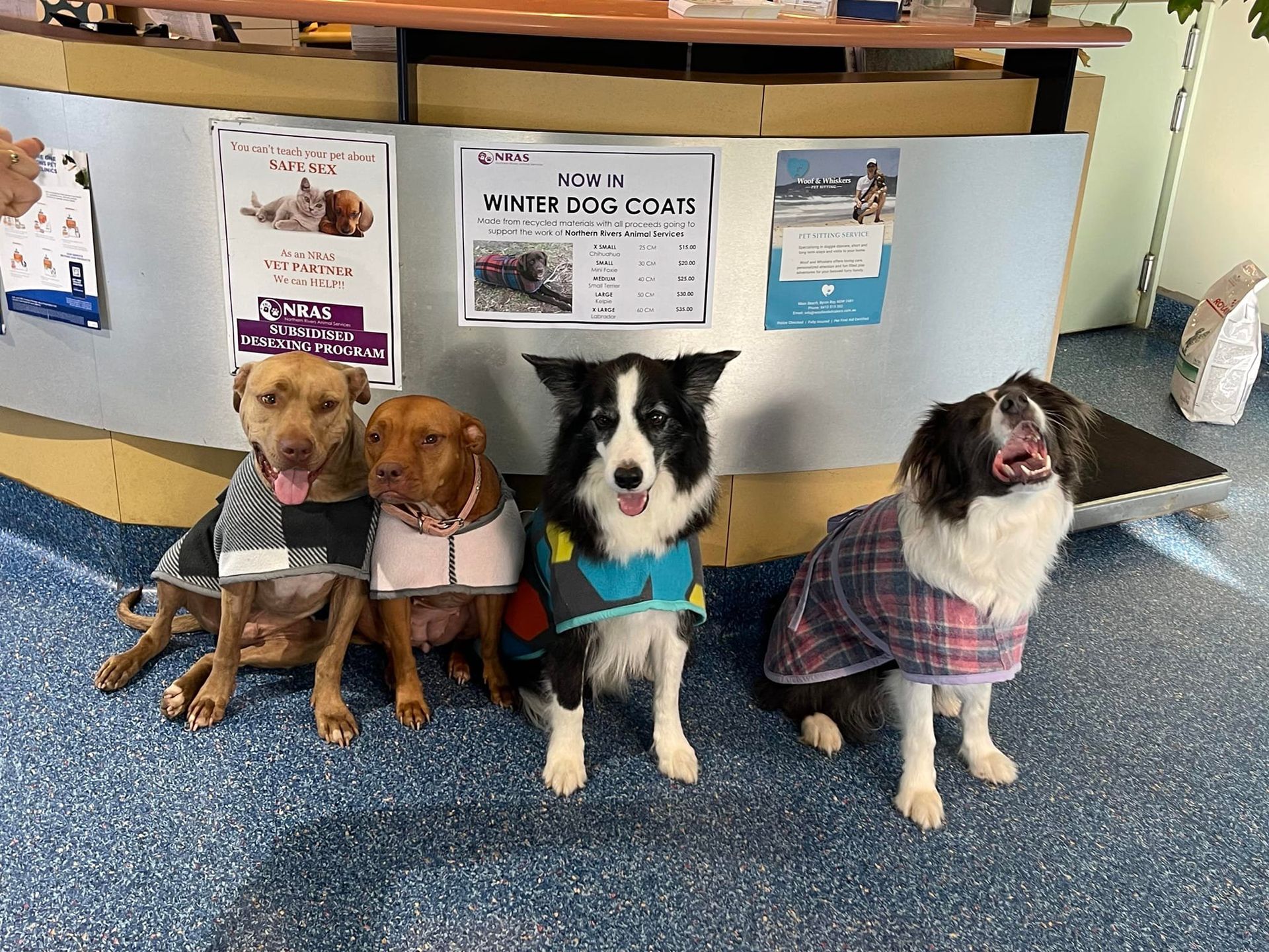 Four Dogs Wearing Coats At Veterinary Clinic — Animalia Health Group Pty Ltd in Alstonville, NSW