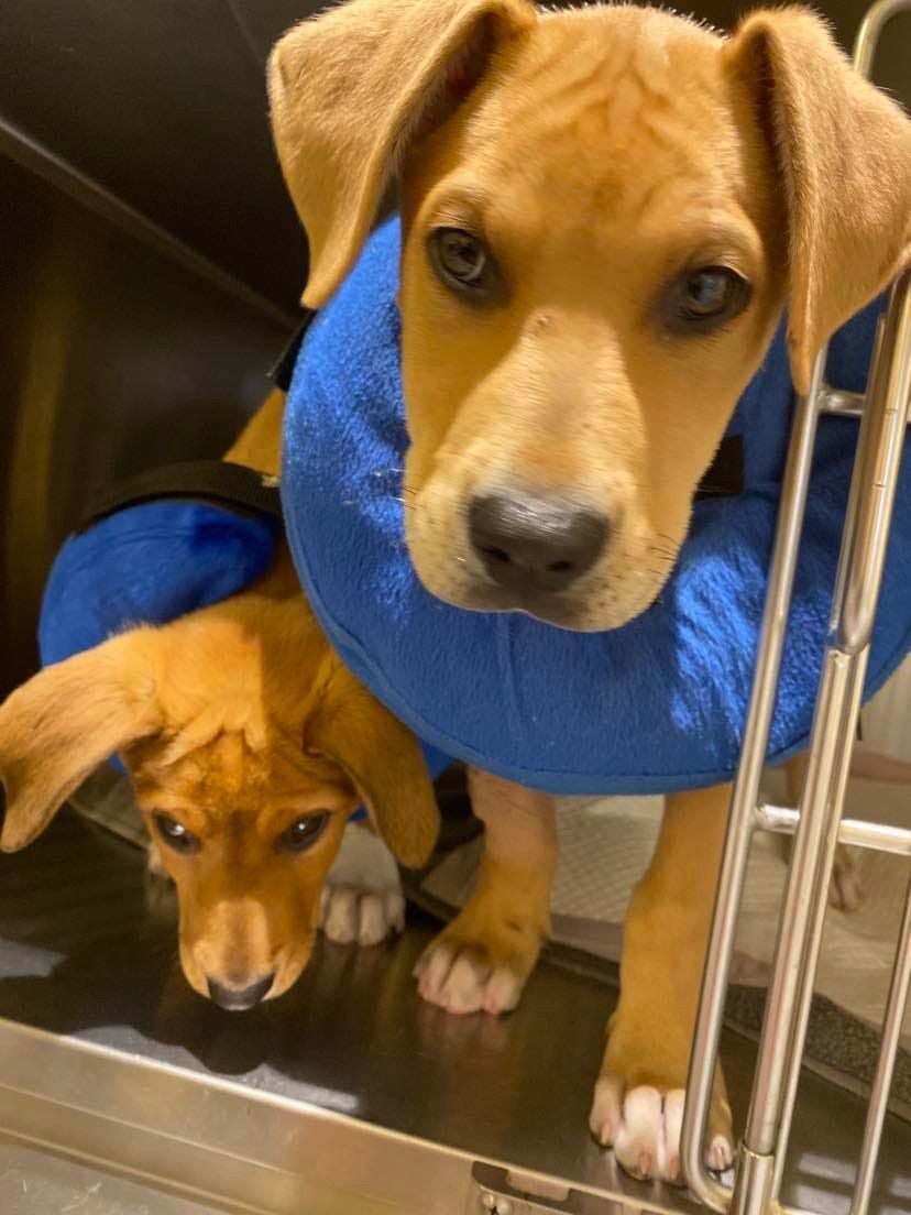 Two Tan Puppies With Blue Cones In Kennel — Animalia Health Group Pty Ltd in Bangalow, NSW