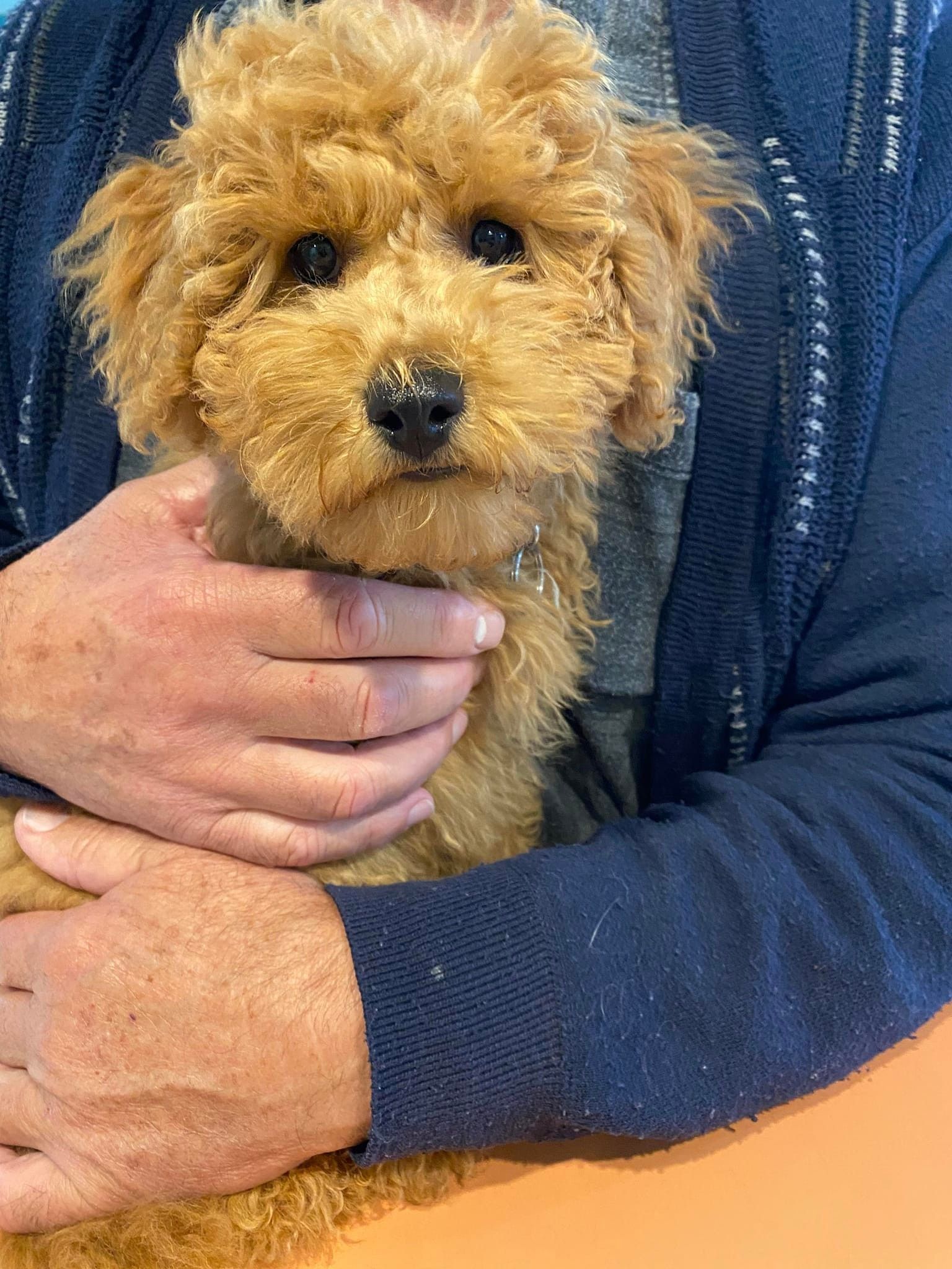 Golden Poodle Puppy Being Held — Animalia Health Group Pty Ltd in Bangalow, NSW