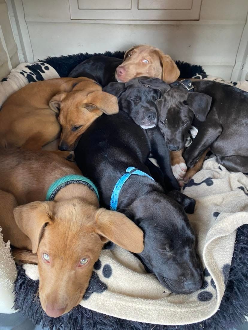 Pile Of Sleeping Puppies On Fluffy Bed — Animalia Health Group Pty Ltd in Bangalow, NSW