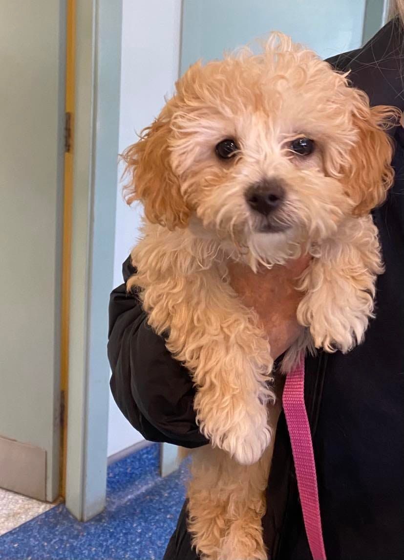 Tan And White Puppy With Pink Leash — Animalia Health Group Pty Ltd in Bangalow, NSW