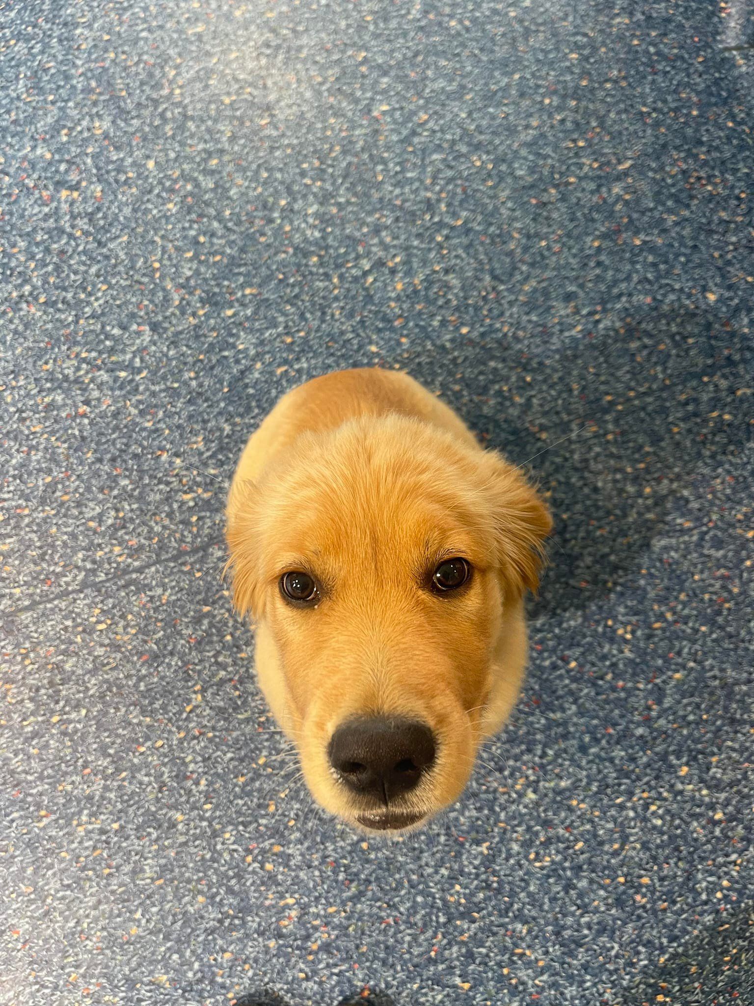 Golden Retriever Puppy On Blue Speckled Floor — Animalia Health Group Pty Ltd in Broken Head, NSW
