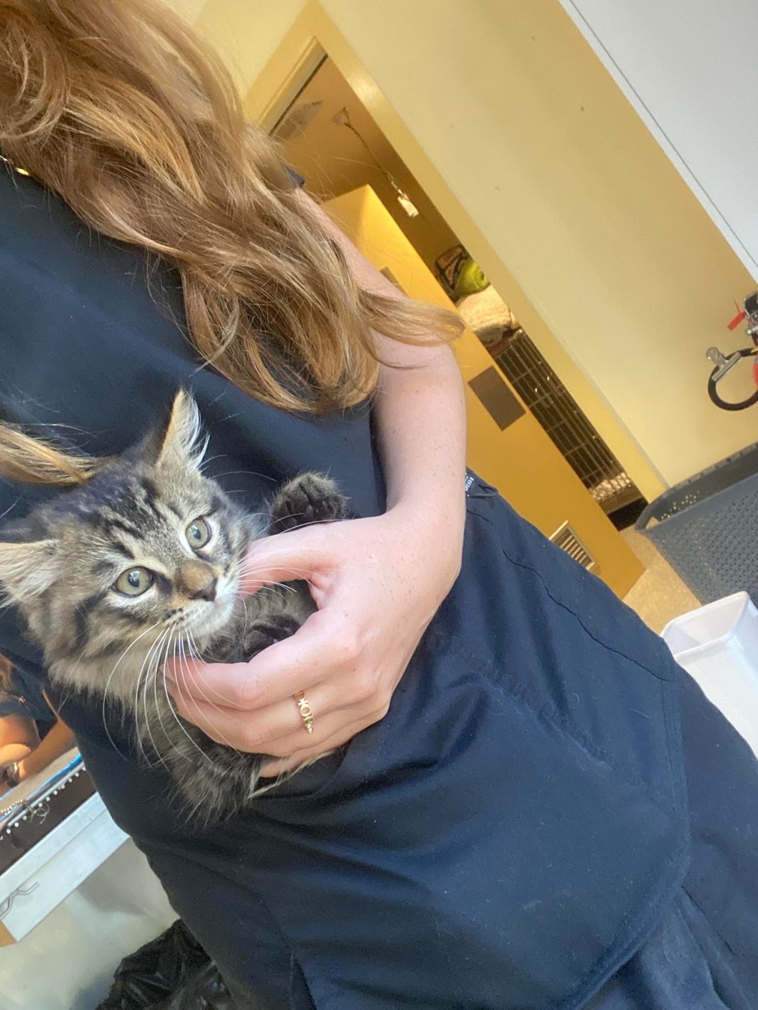 Person Holding Tabby Kitten — Animalia Health Group Pty Ltd in Broken Head, NSW