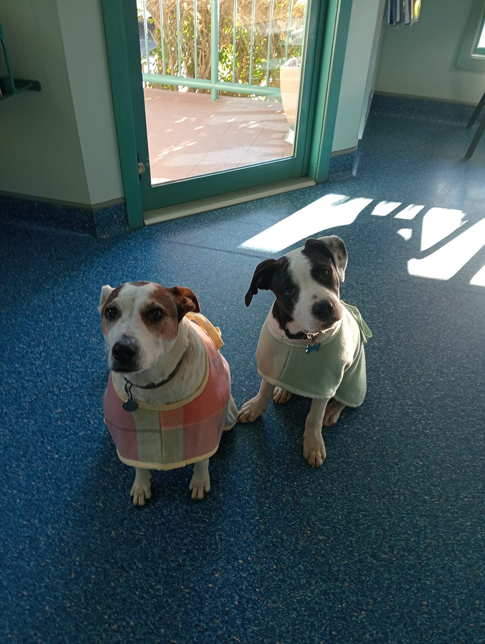 Two Dogs In Sweaters Indoors Near Door — Animalia Health Group Pty Ltd in Wardell, NSW