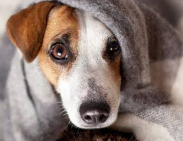 Jack Russell Terrier Wrapped In Gray Blanket — Animalia Health Group Pty Ltd in Skennars Head, NSW