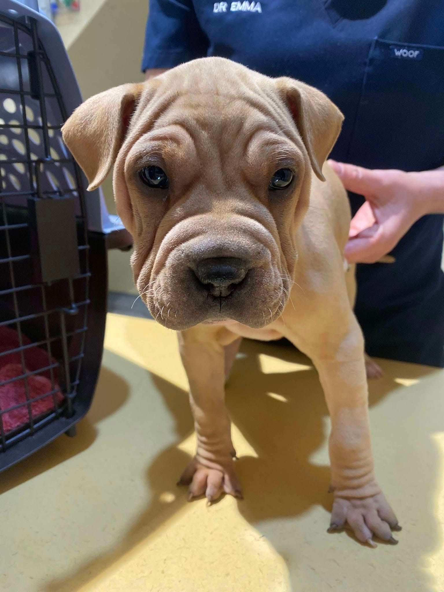 Tan Shar-Pei Puppy With Wrinkled Face In Veterinary Setting — Animalia Health Group Pty Ltd in Lennox Head, NSW