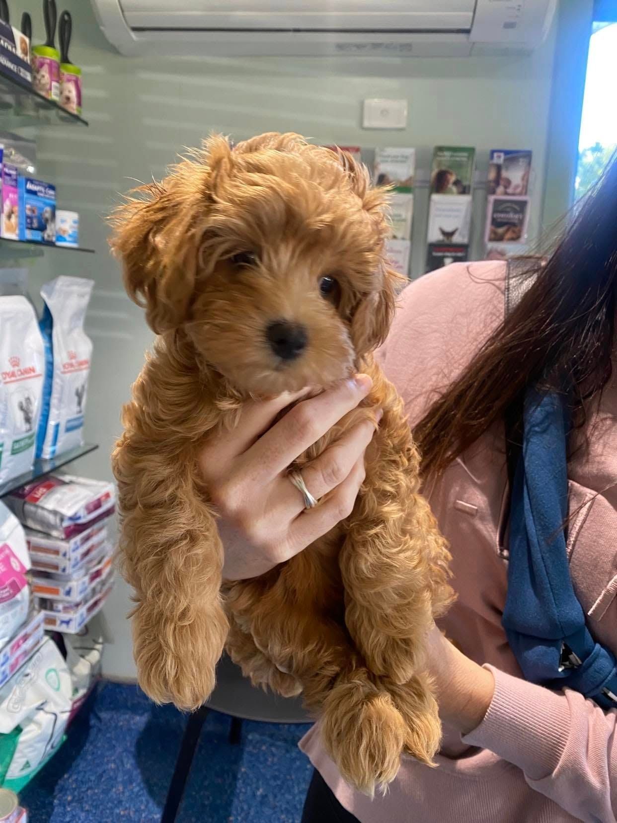 Golden-Brown Cavapoo Puppy Held By Person In Pink Shirt At Veterinary Office — Animalia Health Group Pty Ltd in Wardell, NSW