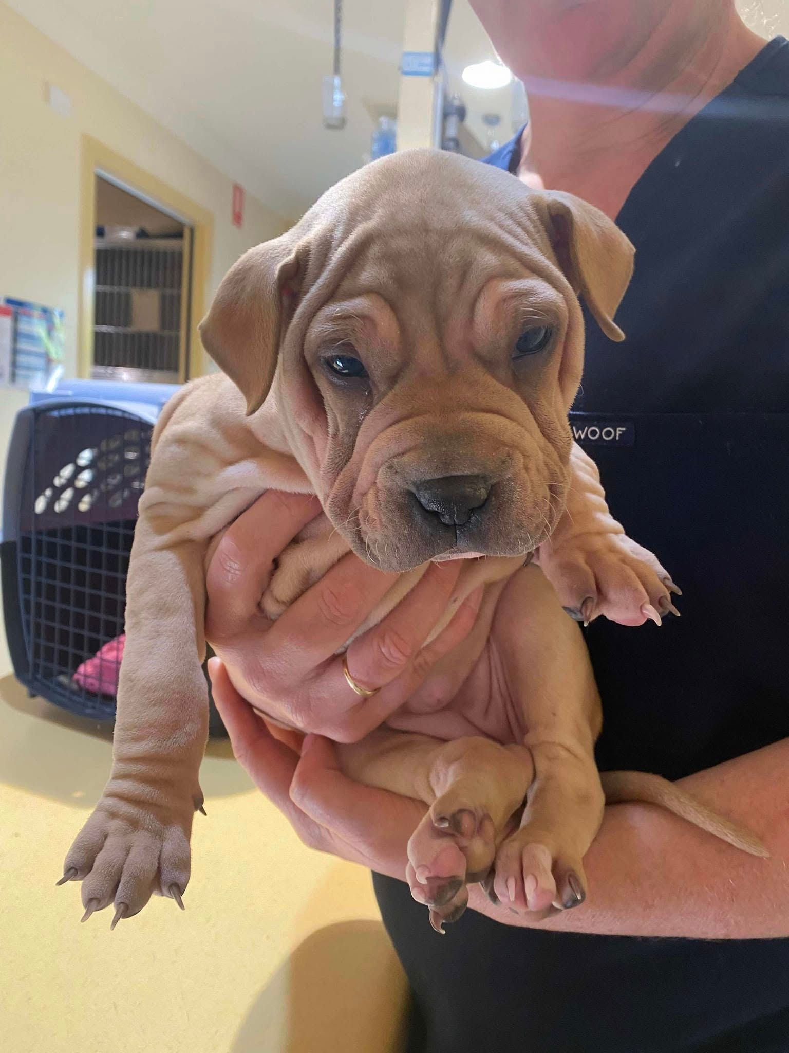Wrinkly Tan Puppy Held At Vet’s Office — Animalia Health Group Pty Ltd in Wardell, NSW