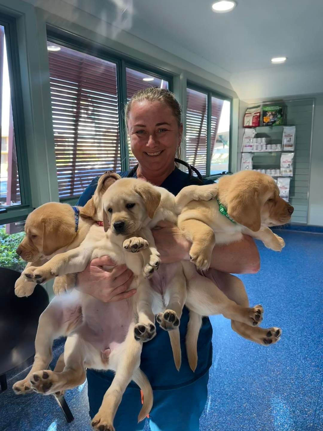 Woman Holding Three Golden Labrador Puppies — Animalia Health Group Pty Ltd in Byron Bay, NSW