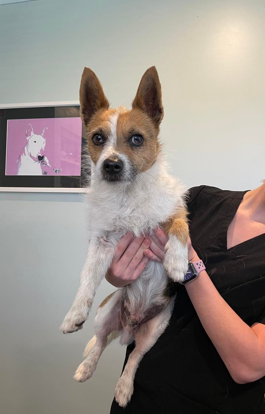 Small Tan And White Dog Held By Person In Scrubs With Bull Terrier Art On Wall — Animalia Health Group Pty Ltd in Skennars Head, NSW