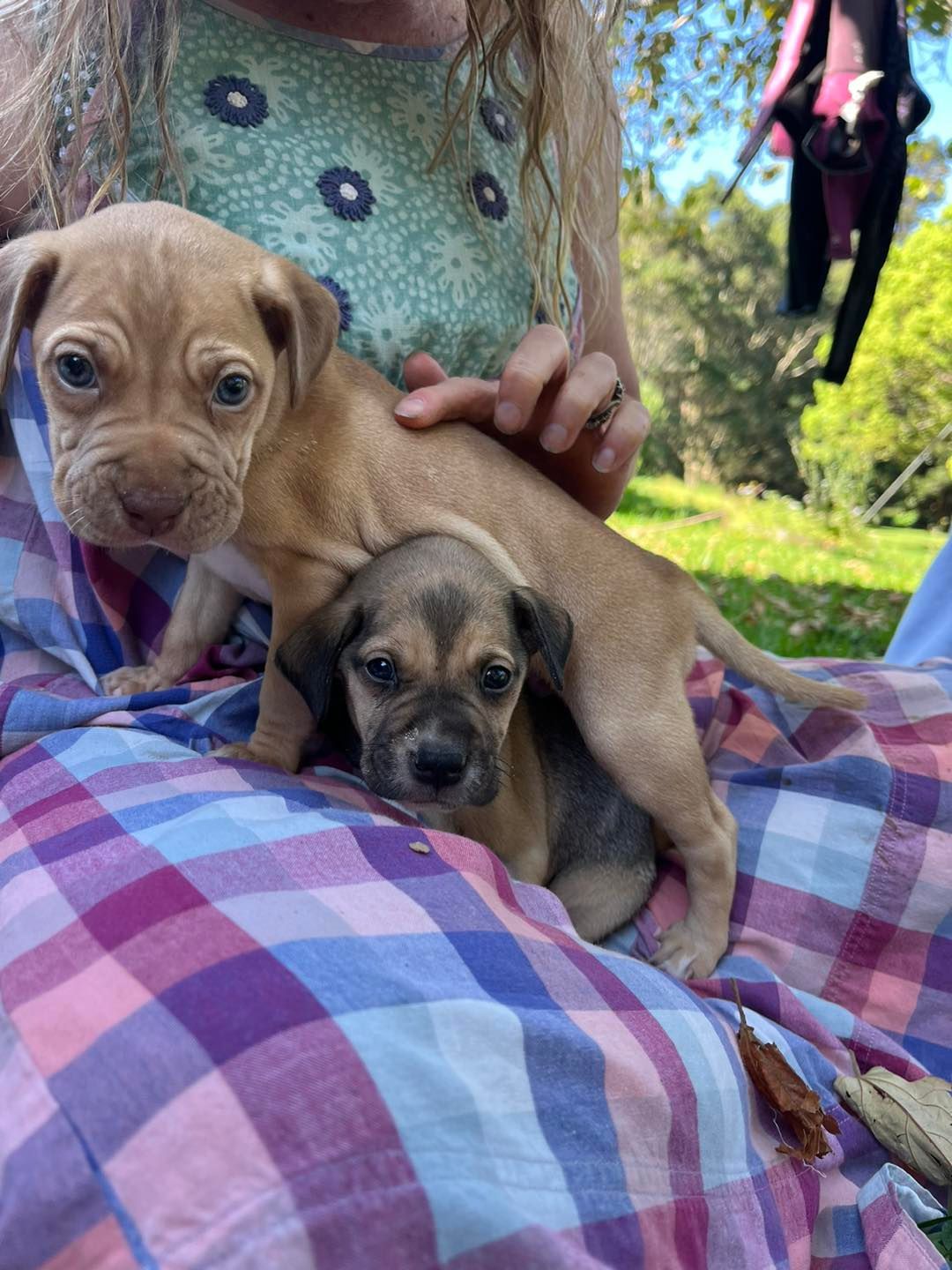Two Puppies On Checkered Blanket Outside — Animalia Health Group Pty Ltd in Suffolk Park, NSW