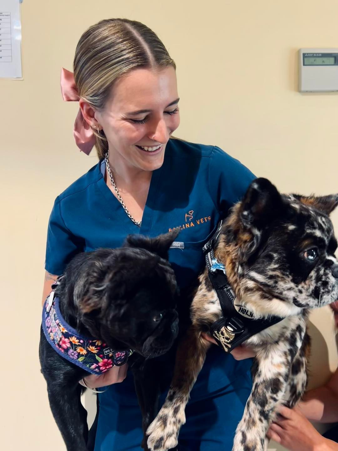 Woman In Blue Scrubs Holding Two Dogs Indoors — Animalia Health Group Pty Ltd in Skennars Head, NSW