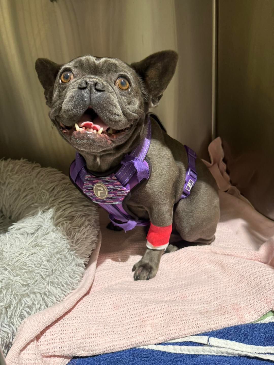 Blue French Bulldog In Crate With Bandaged Leg — Animalia Health Group Pty Ltd in Byron Bay, NSW