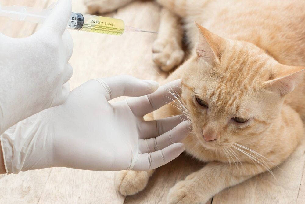 A Person Is Giving A Cat An Injection With A Syringe — Ballina Veterinary Hospital In Ballina, NSW