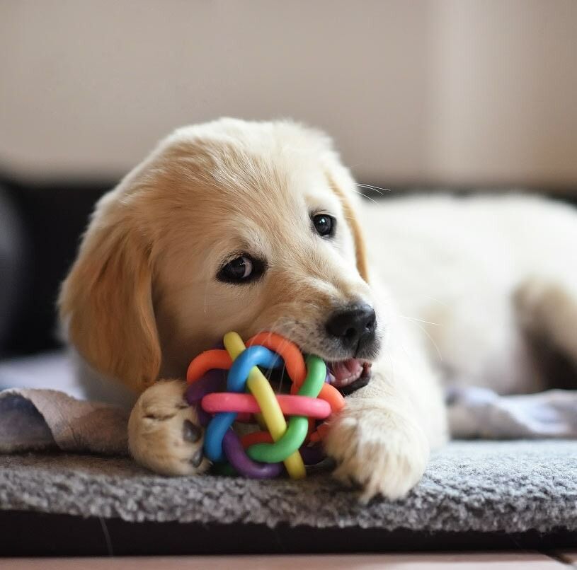 A Puppy Chewing On A Colorful Toy On A Bed — Ballina Veterinary Hospital In Ballina, NSW