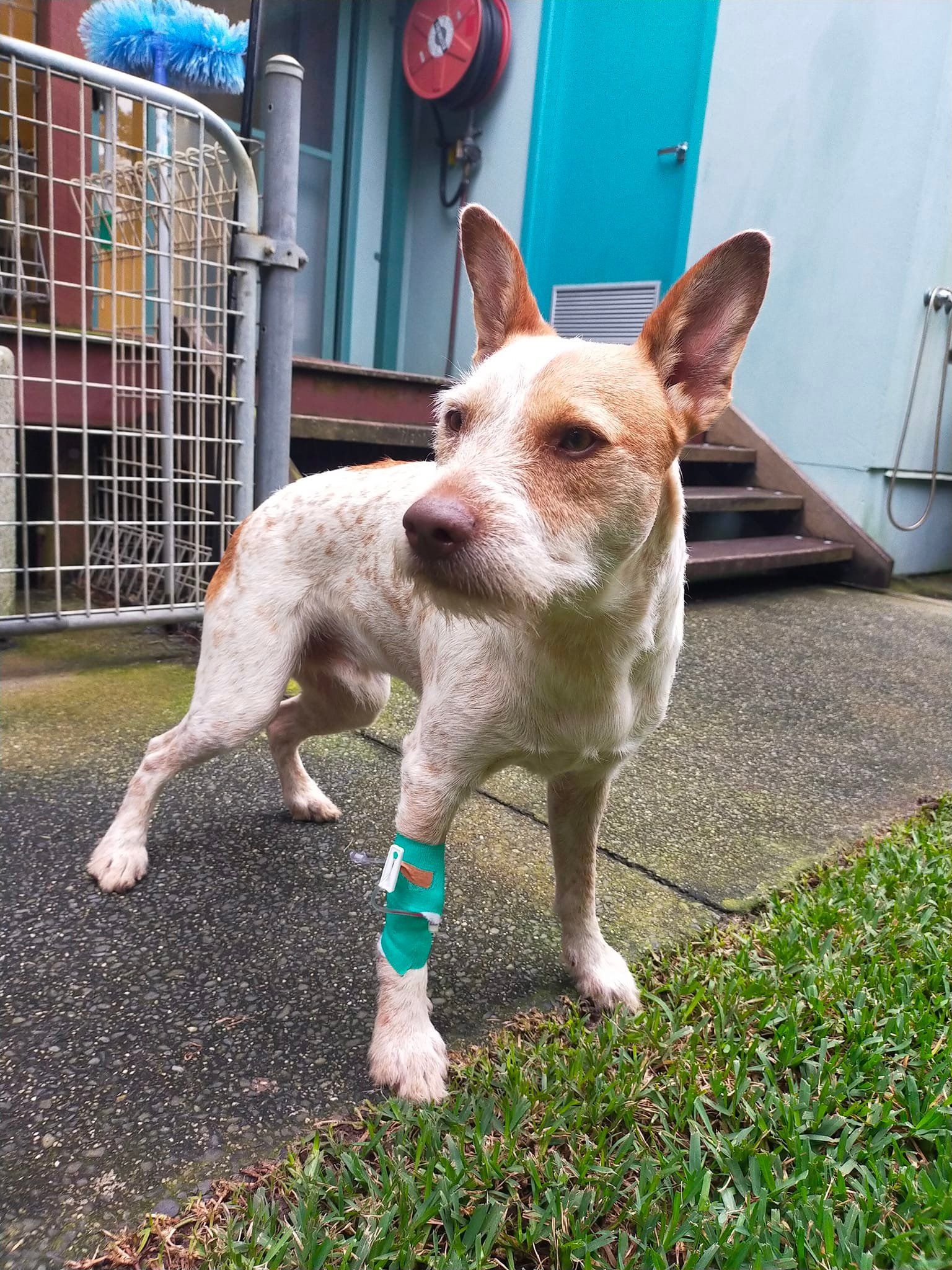 A Brown and White Dog With a Bandage on its Leg is Standing on a Sidewalk — Ballina Veterinary Hospital In Ballina, NSW