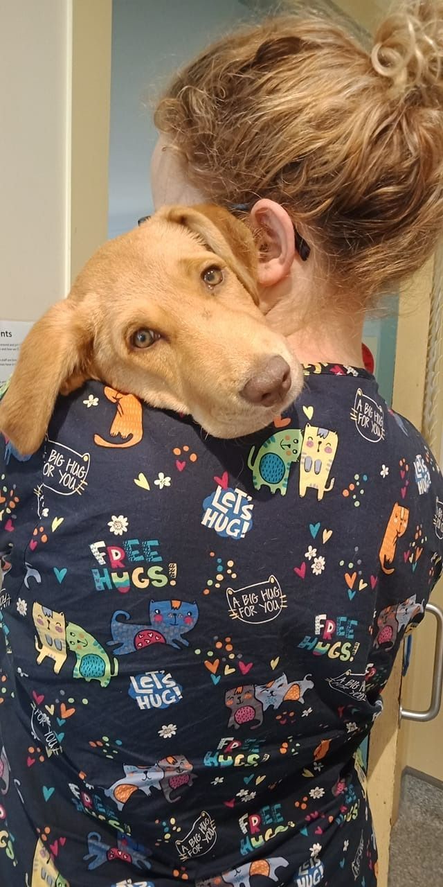 A Woman Is Holding A Brown Dog On Her Shoulder — Ballina Veterinary Hospital In Ballina, NSW