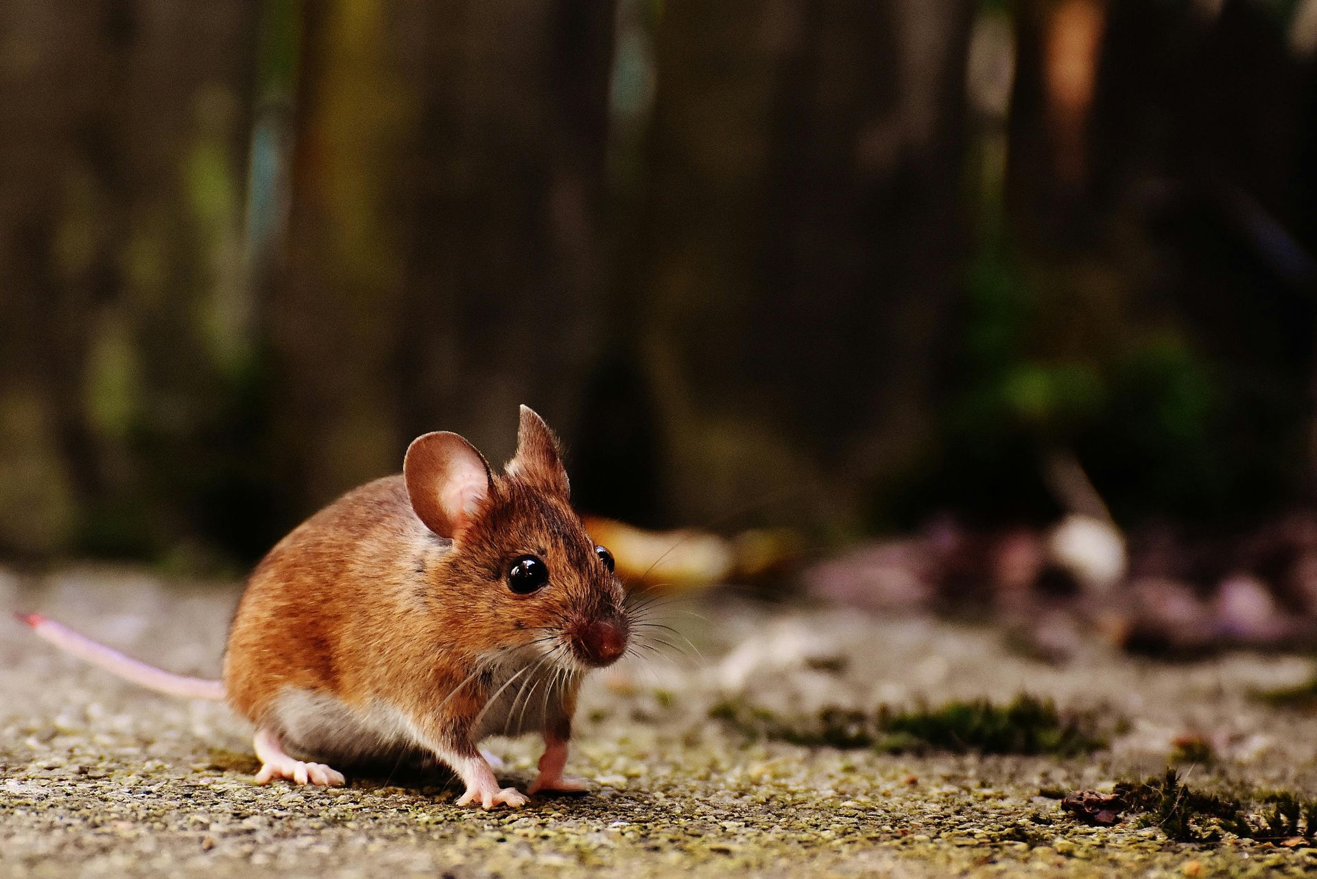 A small brown mouse is standing on the ground looking at the camera.
