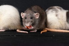 Three rats are sitting next to each other on a black surface eating food.