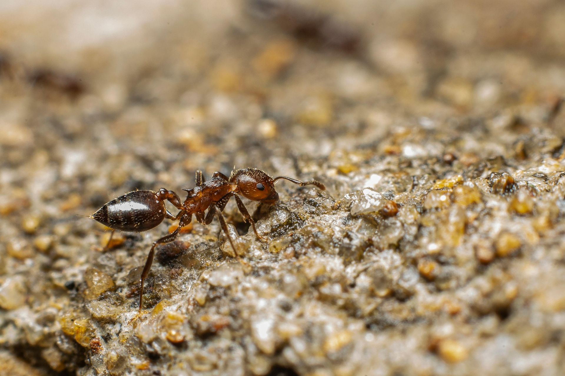 A close up of an ant on a rock.