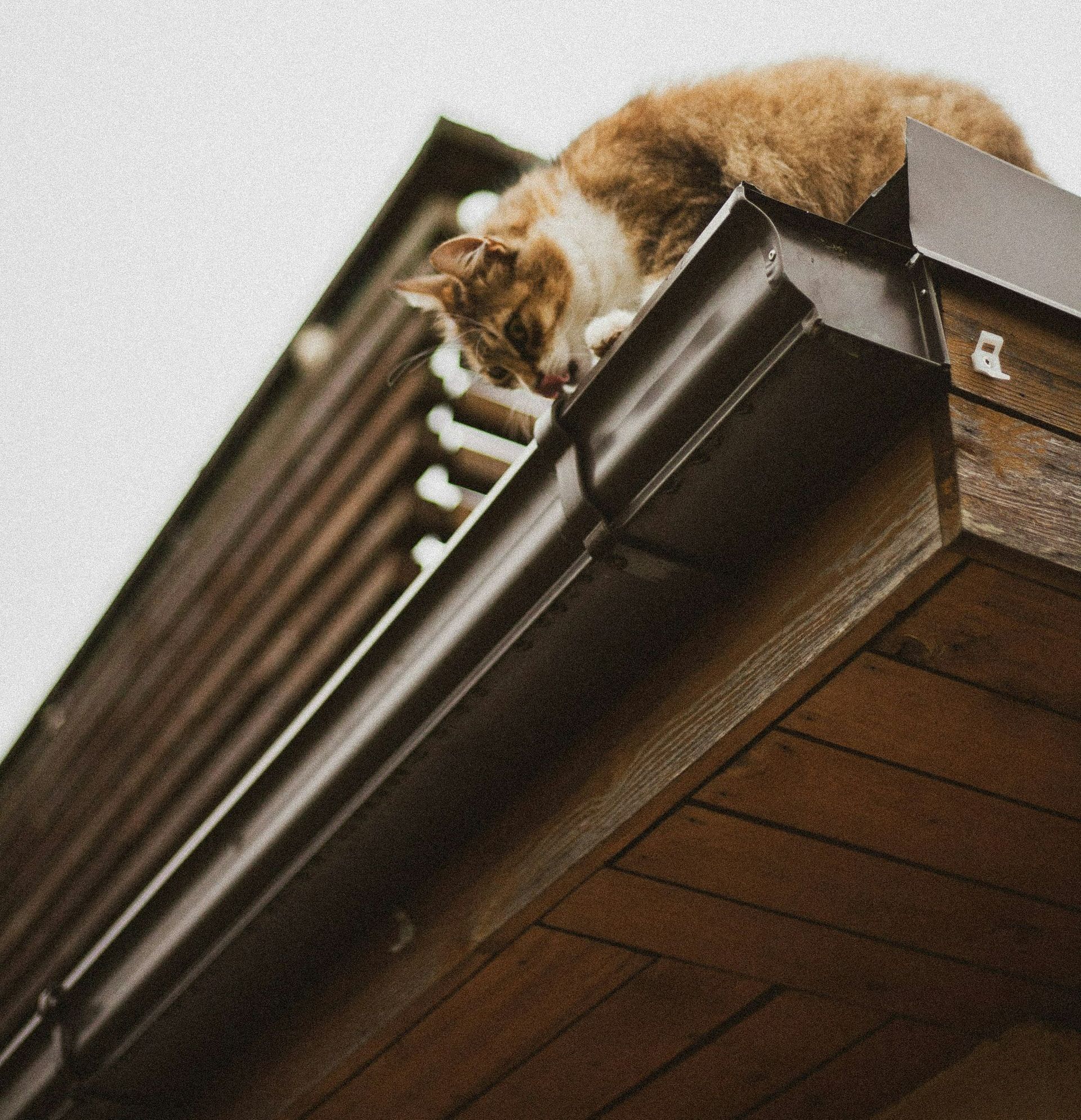 A cat is laying on the gutter of a building