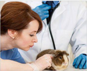Long Point Animal Hospital — Veterinarian Examine the Hamster in Mt. Pleasant SC