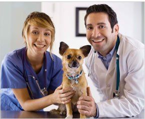 Pet Clinic — Two Veterinarian with Dog in Mt. Pleasant SC