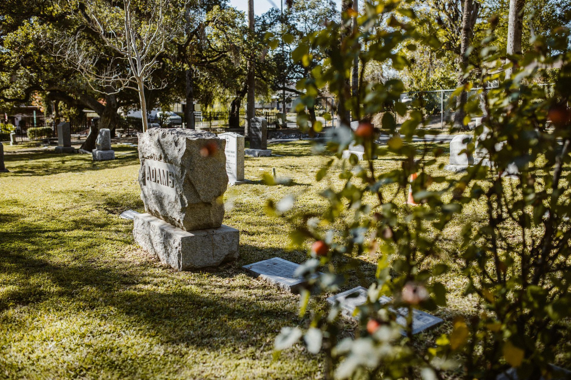Stone gravestones in a grassy cemetery, with a blurred bush in the foreground, sunny day.