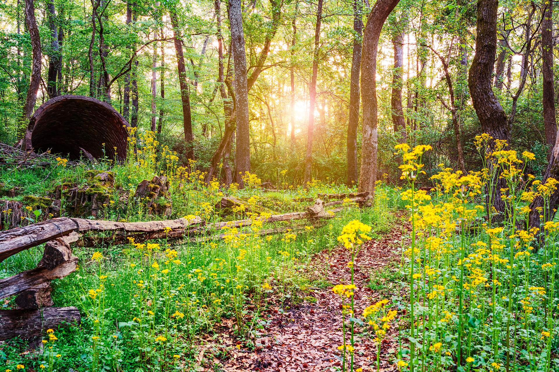 Sunlit forest path with yellow wildflowers, green trees, and a dark tunnel entrance on the left