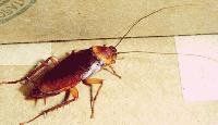 American Cockroach