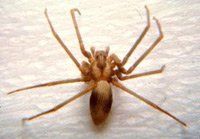 Brown Recluse Spider