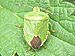 Common Green Shield Bug