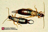 European Earwigs