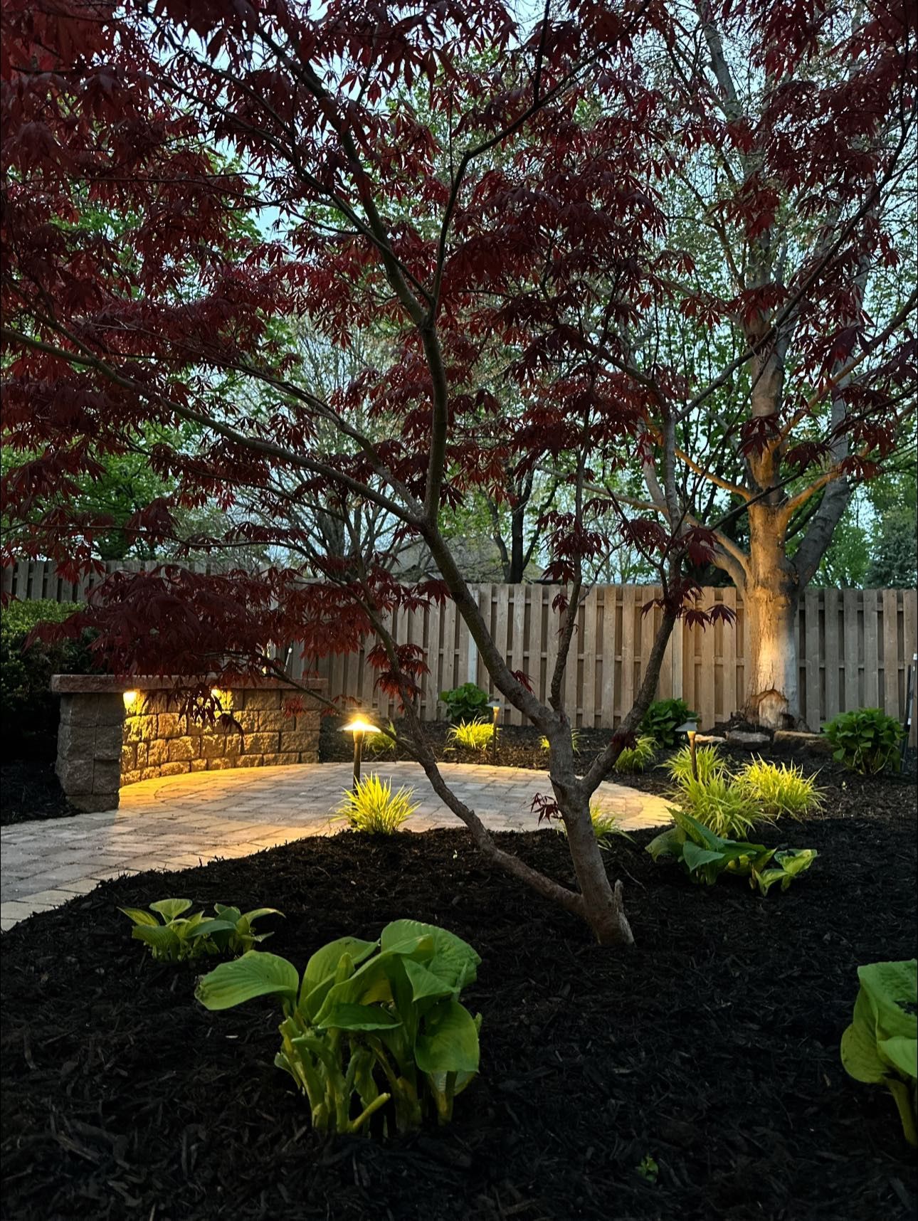 A tree with red leaves is in the middle of a garden.