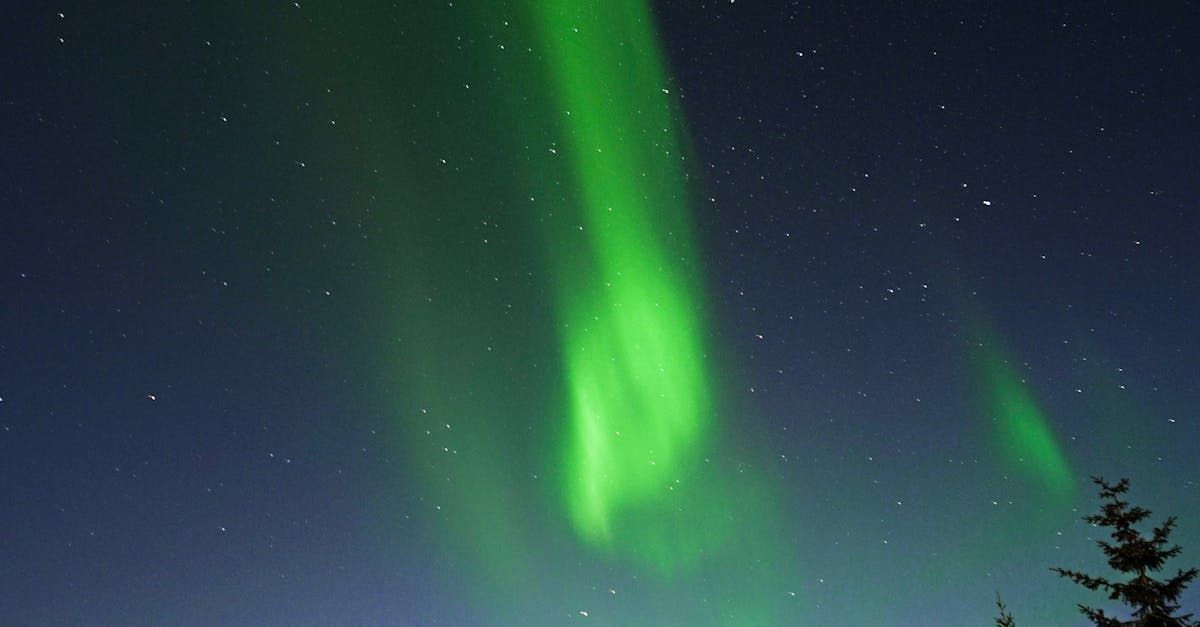 Les aurores boréales dansent dans le ciel nocturne au-dessus d'un arbre.